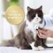 Felisept Family Comfort Refill Bottle 45ml - Natural Catnip Relaxation Agent for Multi-Cat Households | Sedative for Cats Without Pheromones - Buy Online on GoSupps.com