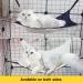 IMPHOM Cat Hammock Bed - Hanging Cage Chair for Small Dogs & Cats (Blue) - Buy Online on GoSupps.com
