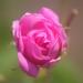 Essences Bulgaria Bio Real Bulgarian Rose Oil 3ml | 100% Natural & Vegan | Undiluted Rosa Damascena | Bio-Certified | Top Quality Family Business - Buy Online on GoSupps.com