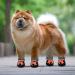 Waterproof Dog Shoes - 4 Pack with Reflective Straps | Anti-Slip Sole for Small & Medium Dogs - Winter Paw Protector (Blue/Orange XXL) - Buy Online on GoSupps.com