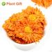 PlantGift Calendula Tea 35G/1.23oz Herbal Tea (Calendula Officinalis) Marigold Tea Pure Herbal Tea Caffeine-Free No GMOs Chinese Tea - Buy Online on GoSupps.com