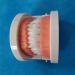Qqbaihuo Removable Simulation Toothbrush Model - Teaching Prosthesis for Men & Women - 6 Pairs for Caries & Missing Teeth - Buy Online on GoSupps.com