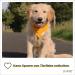 Piupet Dog Half (S) - 58x40x40cm - 2 Set Stylish Dog Haller for Large Dogs - Yellow/Gray Bandana for Great & Small Dogs - Buy Online on GoSupps.com