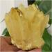 Natural Crystal Rough Crystal Cluster Natural Citrine Phantom Quartz Crystal Cluster Specimen (Size : 750-800g) - Buy Online on GoSupps.com