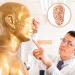 Buy LJBOZ Acupuncture Ear Model - 17cm Acupoint Massage Reflection Zones Hard PVC Education Tool for Medical Training Ships Internationally - Buy Online on GoSupps.com