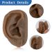 SimCoach Acupuncture Ear Model - Right Artificial Auricular Therapy Teaching Replica (Black) - Buy Online on GoSupps.com