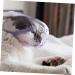 Kisangel 3pcs Cat Muzzle Cat Cover Muzzle for Kitten Dog Face Cover Cat Pp - Buy Online on GoSupps.com