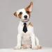 cobee Dog Cat Tuxedo Collar Adjustable Pets Dog Cat Bow Tie Cat Wedding Bow Tie Formal Puppy Bow Tie Tux Collar Pet Costume Necktie Collar Puppy Kitten Wedding Birthday Tux Collar Bow Tie for Dog Cat - Buy Online on GoSupps.com