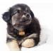 Buy Langjitianya Bernhardiner Rescue Barrel Collar for Small Dogs - Adjustable Mini-Barrel Band (Size S) in Braun - International Shipping Available - Buy Online on GoSupps.com