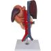 Duodenal Organ Model Liver Model Human Stomach Liver/Spleen/Bile Structure ICAL Model for Teaching - Buy Online on GoSupps.com