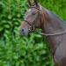Hy Running Martingale: Brown: Pony - Buy Online on GoSupps.com
