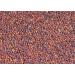 Vedica Organics Finger Millet: Certified Organic & Nutrient-Rich - Buy Online on GoSupps.com