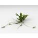 Silverweed Herb Tea | Potentilla Anserine L | Potentille Ans rine Herbe Tisane | Health Embassy (50g) - Buy Online on GoSupps.com