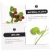 Zerodeko 3pcs Bunches Artificial Bayberry Lifelike Waxberry Model House Plants Indoors Live Artificial Plants Indoor Fake Blueberry Stems Decor Fruit Red Artificial Flower Plastic - Buy Online on GoSupps.com