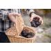 Sanniti Italian Whole Summer Truffle 1.5 oz - Premium Quality Truffle for Gourmet Cooking - Buy Online on GoSupps.com