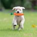 Vesaneae 2 Pack Dog Toys - Interactive Carrot & Rope Toys for Small to Medium Dogs | Tooth Cleaning & Puppy Play - Buy Online on GoSupps.com