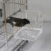 GURECOD Hanging Bird Bath Cube for Little Birds - Ideal for Canary, Budgerigar, Parrots, and More - Buy Online on GoSupps.com