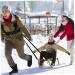 Adjustable Sled Harness for Tire Pulling | Speed Resistance Power Belt & Weight Trainer - Buy Online on GoSupps.com