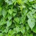 Jamaican Guaco Mikania (Wildcrafted Air-Dried Alkaline Herb) - Buy Online on GoSupps.com