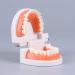 FGXY Standard Tooth Model - Educational Dental Model for Kids | Ideal for Dentists & Hospitals | Enhance Brushing Techniques - Buy Online on GoSupps.com