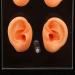 Ear Display Model - Realistic Human Ear Replica with Waterproof Skin Texture, Educational Tool with Acrylic Stand for Shop Window Display - Buy Online on GoSupps.com