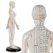 Female Acupuncture and Moxibustion Model 60cm - Medical Acupuncture and Moxibustion Model - Human Acupuncture and Moxibustion Model - for Chinese Body Statues of Doctors