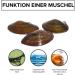 Buy Pond Mussels & NH ToxEx Ball - Algae Destroyer for Garden Ponds | 10-Piece Set - International Shipping - Buy Online on GoSupps.com
