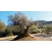 Buy Casalbert Trester Olive Oil - Ideal for Roasting Spanish Pomace 5L Reusable 21 Times - Buy Online on GoSupps.com