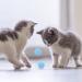 Molain Cat Toy Balls Set - 30 Pcs Soft 1-Inch Pom Pom Balls for Interactive Indoor Play with Kittens and Cats - Buy Online on GoSupps.com