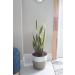 Costa Farms Premium Sansevieria Indoor Snake Plant - 2ft Tall in Decor Planter - Buy Online on GoSupps.com