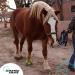 Buy Kinesio Equine Tape - Tex Gold FP Horse Tape 2"x16' Green - Ideal for Horse Support & Injury Prevention - Buy Online on GoSupps.com