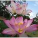 Pink Lotus Absolute Oil Organic Pure Natural 1 mL - Buy Online on GoSupps.com