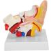 1.5X Magnified Human Ear Model Painted Artificial Ear Model Auditory System Organ Ear Structure Teaching Office Decoration Beige - Buy Online on GoSupps.com