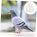 100 pcs Stuff Poultry Hen Baby Leg Xxcm White Pigeons Supplies Meat Feet Cockatiel Identification 1.3X1.3CM White - Buy Online on GoSupps.com