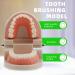 Ultechnovo Tooth Prosthesis Model Toys - Fun and Educational Dental Care for Kids | Perfect for Brushing Practice - Buy Online on GoSupps.com