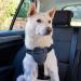 CarSafe Dog Travel Harness by Halti - Ensuring Safe and Legal Travels with Your Pet - Ideal for Toy to Large Dogs - Buy Online on GoSupps.com