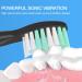 10 Pack Replacement Heads for Fairywill Electric Toothbrushes - Compatible with FW-507/508/551/D1/D3/D7/D8/FW908/FW910/917/949/958/959/FW610/FW659/FW719 - 10 Count - Buy Online on GoSupps.com