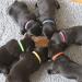 Kuou 12pcs Puppy ID Collars - Adjustable Whelping Bands for Pet Dog & Kitten | Multi Coloured Identification Collar Set - Buy Online on GoSupps.com