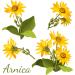 Arnica Muscle Balm: All-Natural Plant-Based Relief for Swelling and Bruising | Essential Oils, Menthol, Hypoallergenic, Paraben-Free | Made in USA - Buy Online on GoSupps.com