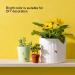 200PCS Wooden Bees and Ladybugs for Crafts and DIY Decoration - YGDZ - Buy Online on GoSupps.com