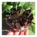 1pc Natural Crystals Smoky Quartz Cluster Freeform Reiki Stones Room Home Office Aquarium Decoration Accessories Gemstone Home Decoration (Size : 400-450g)