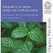 Absolute Aromas Organic Patchouli Essential Oil 10ml - 100% Pure Natural Vegan - for Diffuser & Aromatherapy - Buy Online on GoSupps.com