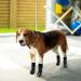 Anti-Slip Dog Socks with Straps for Paw Protection - Grey - X-Large (Pair of 2) - Buy Online on GoSupps.com