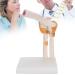 Life-Size Elbow Joint Model - Accurate Skeleton for Study & Teaching | International Shipping - Buy Online on GoSupps.com