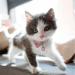 Buy DORUI Cat Bells - 4 Loud Copper Collar Bells for Cats & Dogs in Pink | International Shipping Available - Buy Online on GoSupps.com