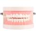 Teeth Model PVC Dental Teaching Aid - Ideal for Kids' Oral Hygiene Demonstration & Study - Buy Online on GoSupps.com