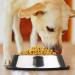 Mlife Stainless Steel Dog Bowls (Set of 2) - Rubber Base - For Small/Medium/Large Dogs - 8oz - Buy Online on GoSupps.com