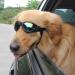 KQNM Dog Sunglasses - UV Protection for Small Dogs | Adjustable & Windproof Motorcycle Glasses - Buy Online on GoSupps.com