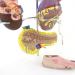 Diabetes Model Set Diabetes ICal Model Human Organ Coronary Artery Thrombosis Model Arteriosclerosis in Vitro - Buy Online on GoSupps.com