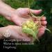 Monte Nativo Linden Flower Tea (200g) - 100% Pure Dried Linden Blossoms - Herbal Tea & Gift Idea - Buy Online on GoSupps.com